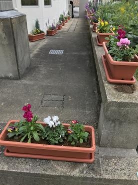 花壇の植え込みをしました｜「花の店フラワーキャンパス」　（茨城県つくば市の花キューピット加盟店 花屋）のブログ