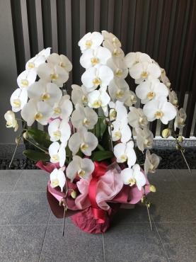 胡蝶蘭｜「花の店フラワーキャンパス」　（茨城県つくば市の花キューピット加盟店 花屋）のブログ