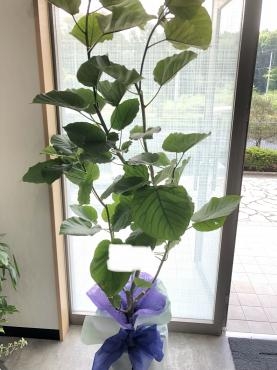 暑い日が続きます｜「花の店フラワーキャンパス」　（茨城県つくば市の花キューピット加盟店 花屋）のブログ